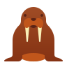 Walrus